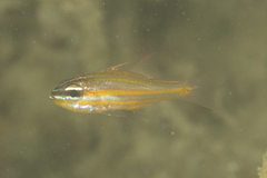 Ostorhinchus properuptus