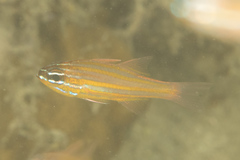 Ostorhinchus properuptus