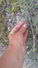 Asperula supina