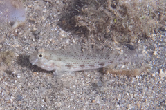 Gnatholepis ophthalmotaenia