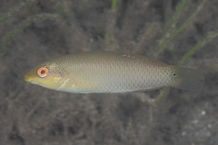 Stethojulis strigiventer