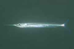 Hyporhamphus dussumieri