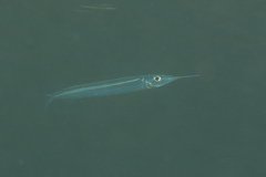 Hyporhamphus dussumieri