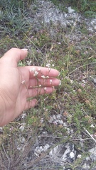 Asperula supina