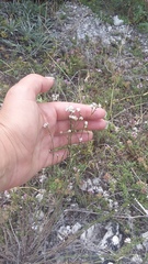 Asperula supina