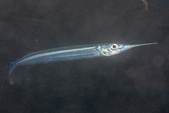 Hyporhamphus dussumieri