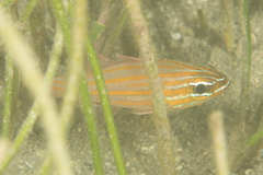 Ostorhinchus properuptus