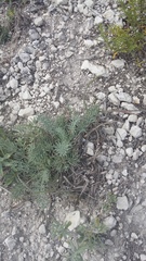 Seseli dichotomum