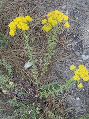 Odontarrhena muralis