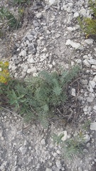 Seseli dichotomum