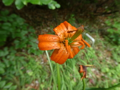 Lilium carniolicum