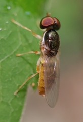 Cephalochrysa canadensis