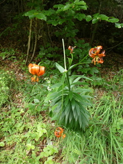 Lilium carniolicum