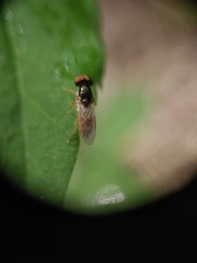 Cephalochrysa canadensis