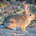 Conejo del Desierto - Photo (c) Matt K, algunos derechos reservados (CC BY-NC), uploaded by Matt K