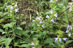 Salvia tomentosa