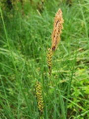 Carex binervis