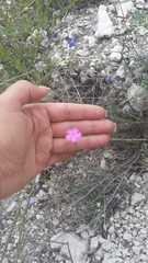 Dianthus humilis
