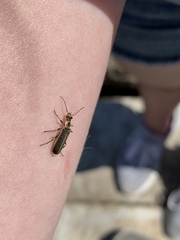 Podabrus punctulatus