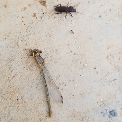 Stenomorphus californicus