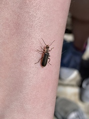 Podabrus punctulatus