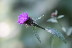 Centaurea decipiens