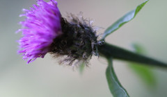 Centaurea decipiens