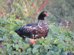 Anhima cornuta