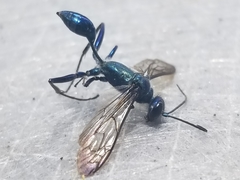 Chalybion zimmermanni