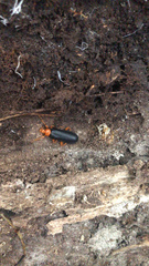 Neopyrochroa flabellata