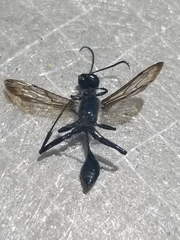 Chalybion zimmermanni