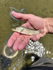 Fundulus similis