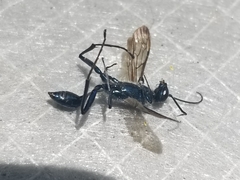 Chalybion zimmermanni