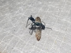 Chalybion zimmermanni