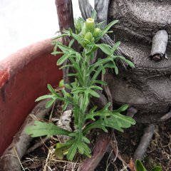 Erigeron variifolius