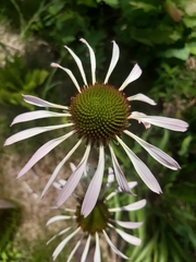 Echinacea pallida