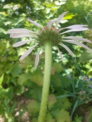 Echinacea pallida