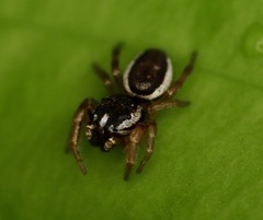 Pelegrina flavipes