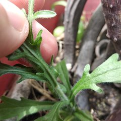 Erigeron variifolius