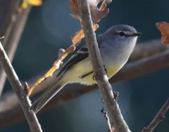 White-Crested Tyrannulet photo 3