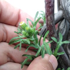 Erigeron variifolius