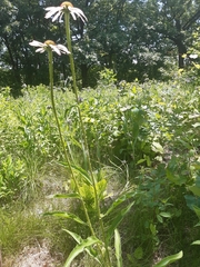 Echinacea pallida