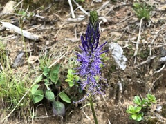 Phyteuma betonicifolium