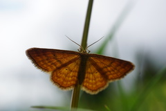 Idaea serpentata