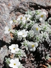 Androsace argentea