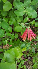 Lonicera sempervirens sempervirens