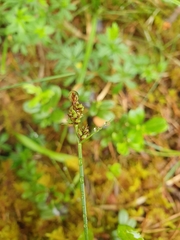 Carex pilulifera