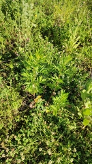 Artemisia vulgaris