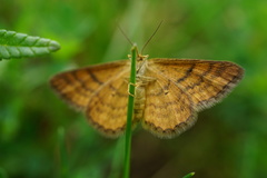 Idaea serpentata