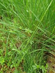 Carex pilulifera